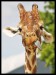 Giraffe_4_by_DeadlyDonna.jpg