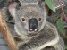 koala_australie_denik_clanek_solo.jpg